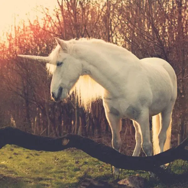Enchanted Horsham
