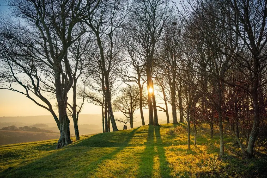 Chanctonbury Ring by Tim Kahane - WINNER of 2020 competition