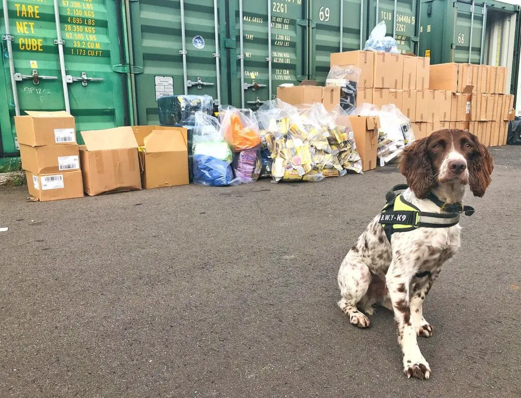 seizure of illegal tobacco in east Sussex by specially trained dog