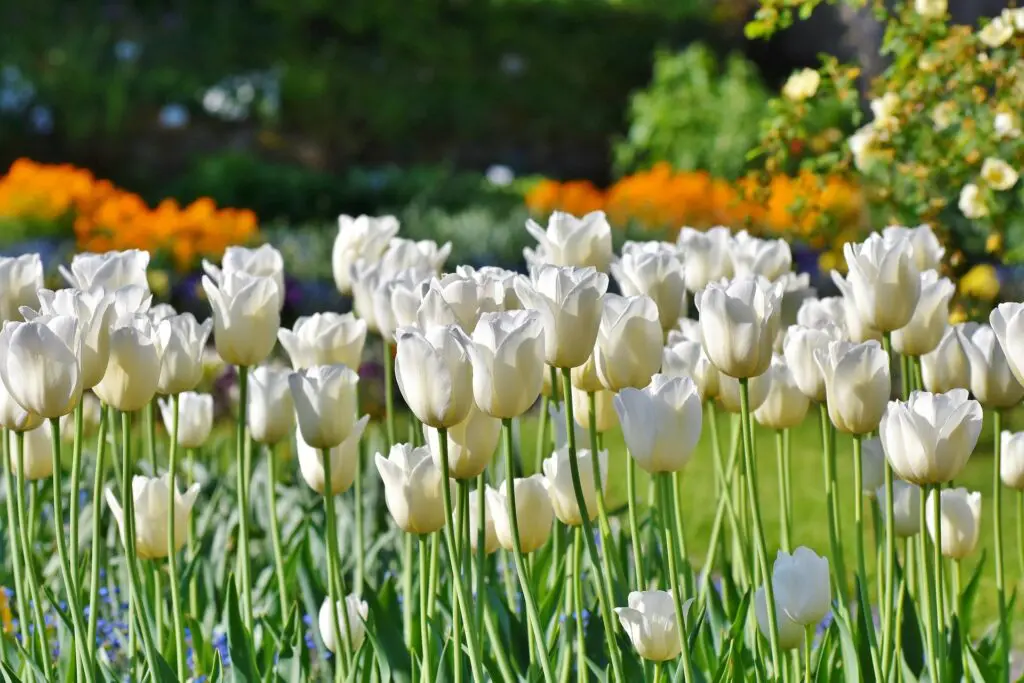 Highdown Gardens