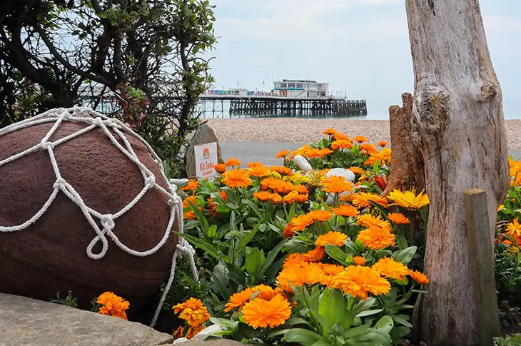 Planter worthing seafront