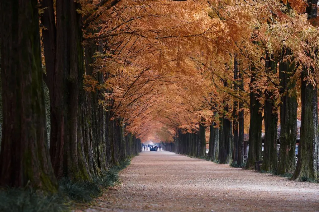 Trees