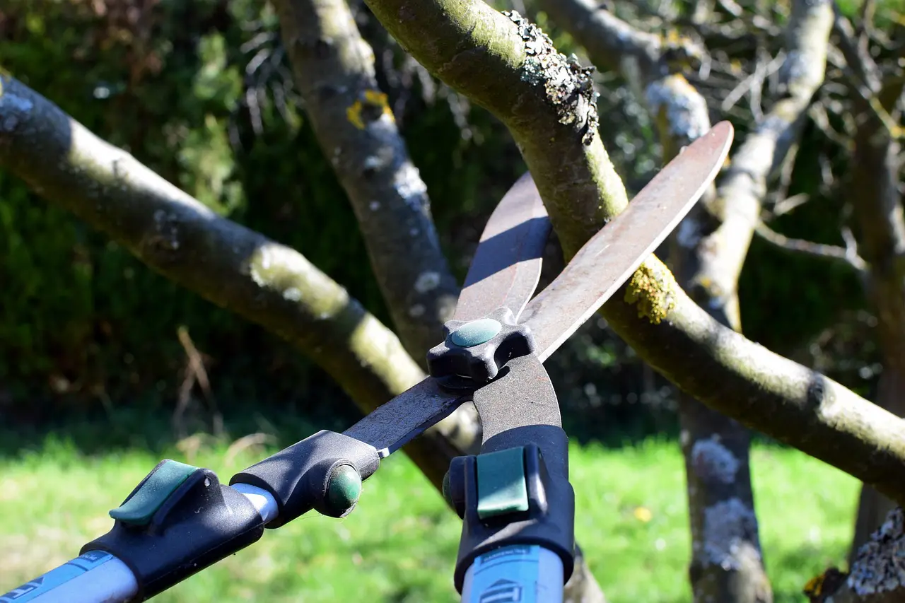 Tree Surgeons