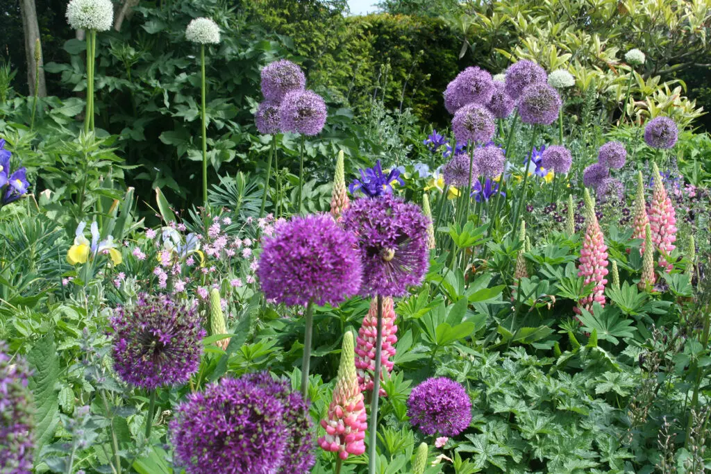 Allium Extravaganza 2023 7dac42fa71841392dc62eea4505dae2d