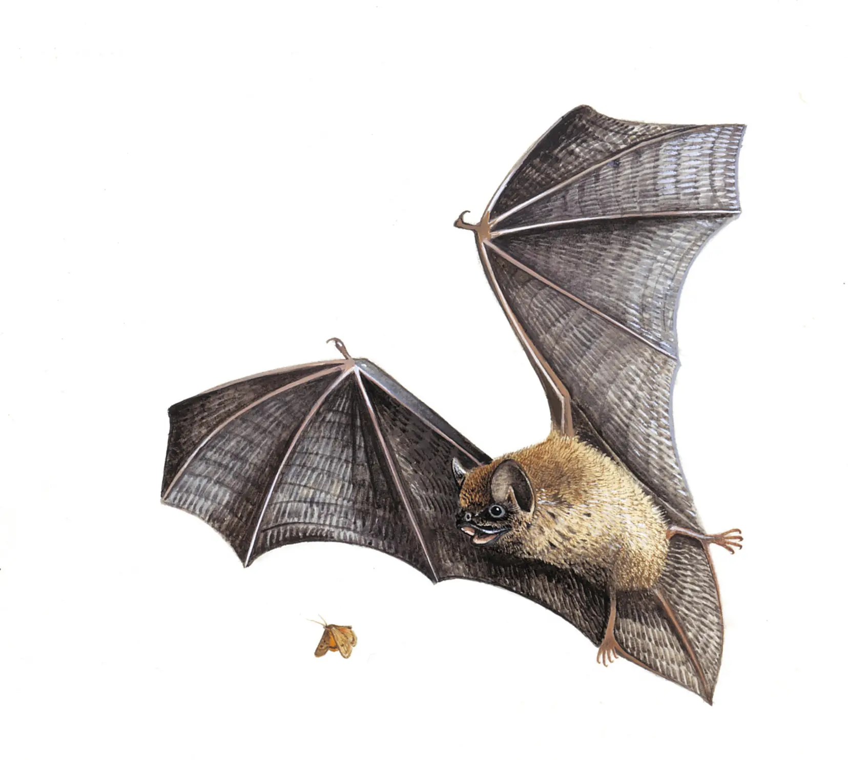 Bats 8fba6d97932ad36faf6c64488af45f27