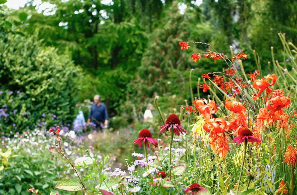 Sussex plant specialists to take their Sussex-grown plants & trees to Kent garden festival 1 Fantastic colour in the garden at the Great Comp Summer Show