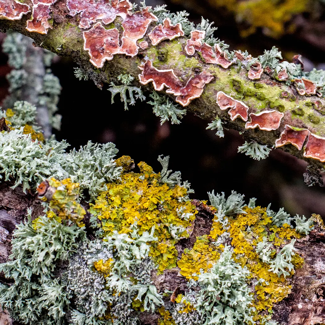 Lichen 1e3ee1ed574c8a62ee807ef69995e0f5
