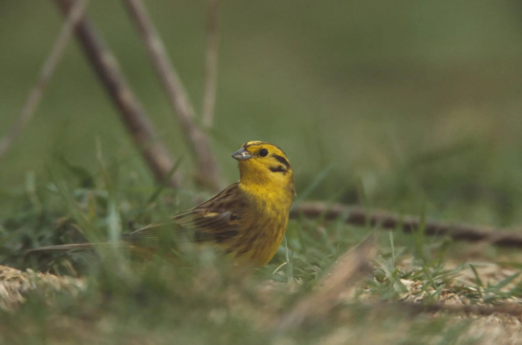 Yellowhammer Andy Hay rspb images.com 15cb1117685975c99051f6f5faa7300c