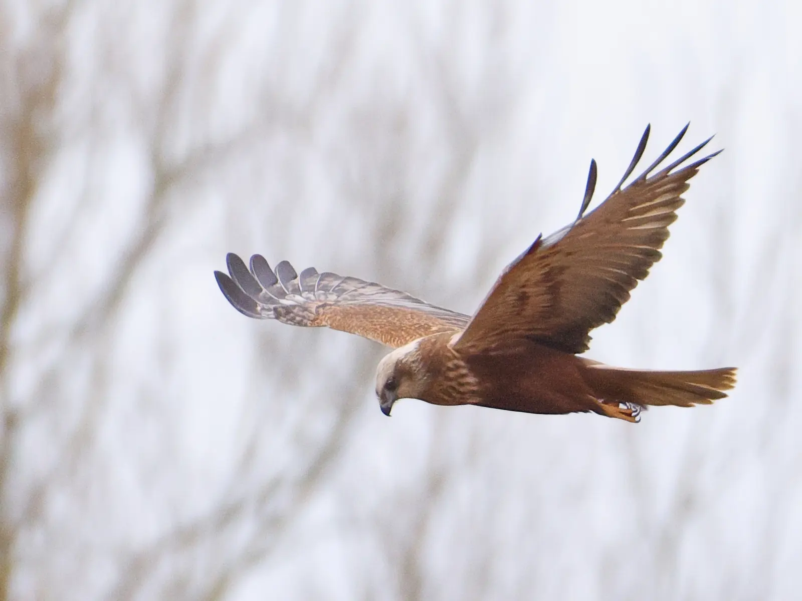 Marsh Harrier Mike Jerome 9b524be827450f5c41c07d28fb96e19e