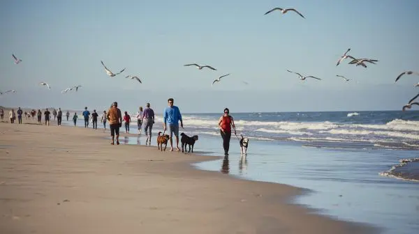dog walkers at the beach2 49ba689df834f897c3927c25f533436f