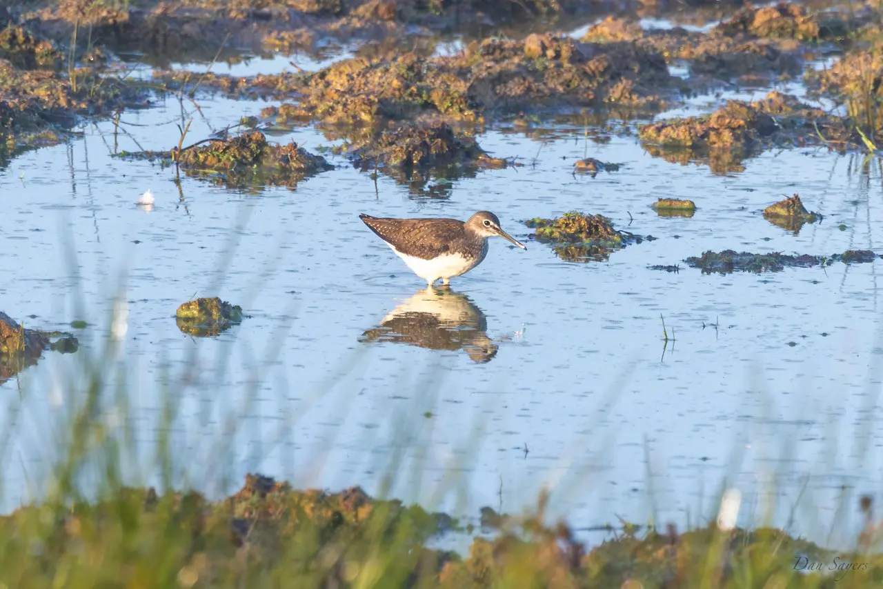 Green sandpiper by Dan Sayers 3b197c41275d52496a2e3ee5d18115f5