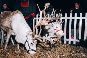 Santa's reindeer at Shoreham