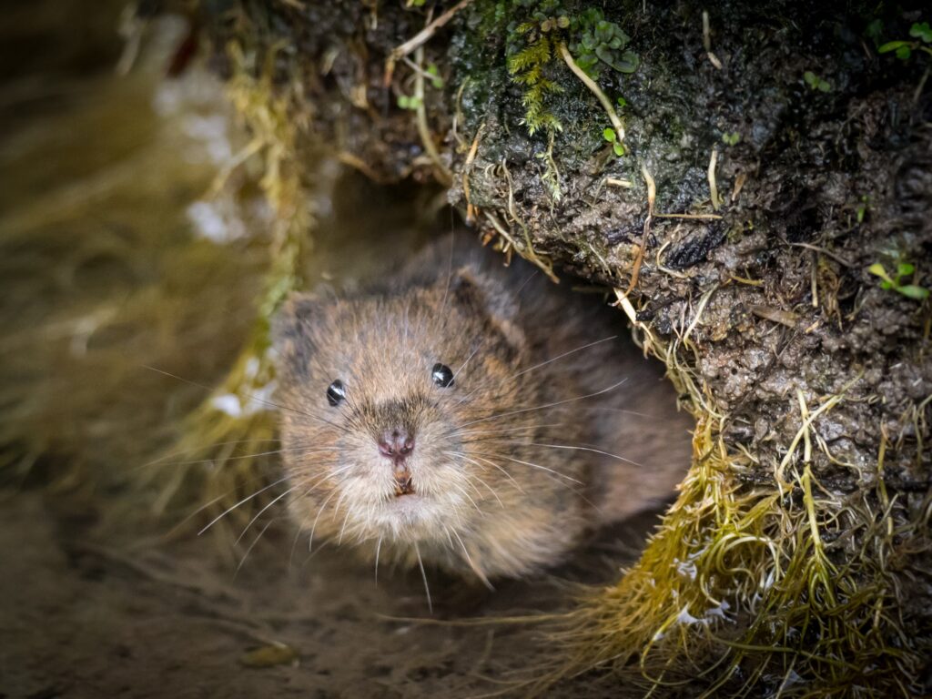 Water-Vole-in-South-Downs-National-Park