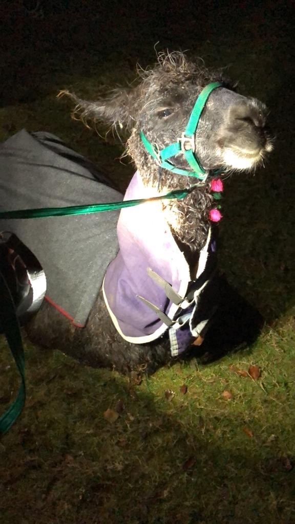 Skippy the llama rescued by west sussex fire and rescue service