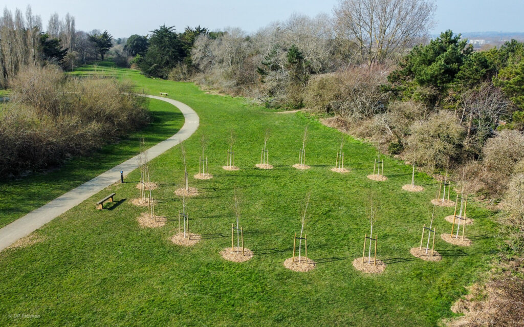 An aerial photo of the 19 silver birch trees which have been planted at Brooklands Park contemplation area