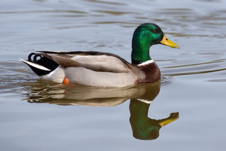 mallard duck - stop feeding the ducks message from Sussex Wildlife Trust