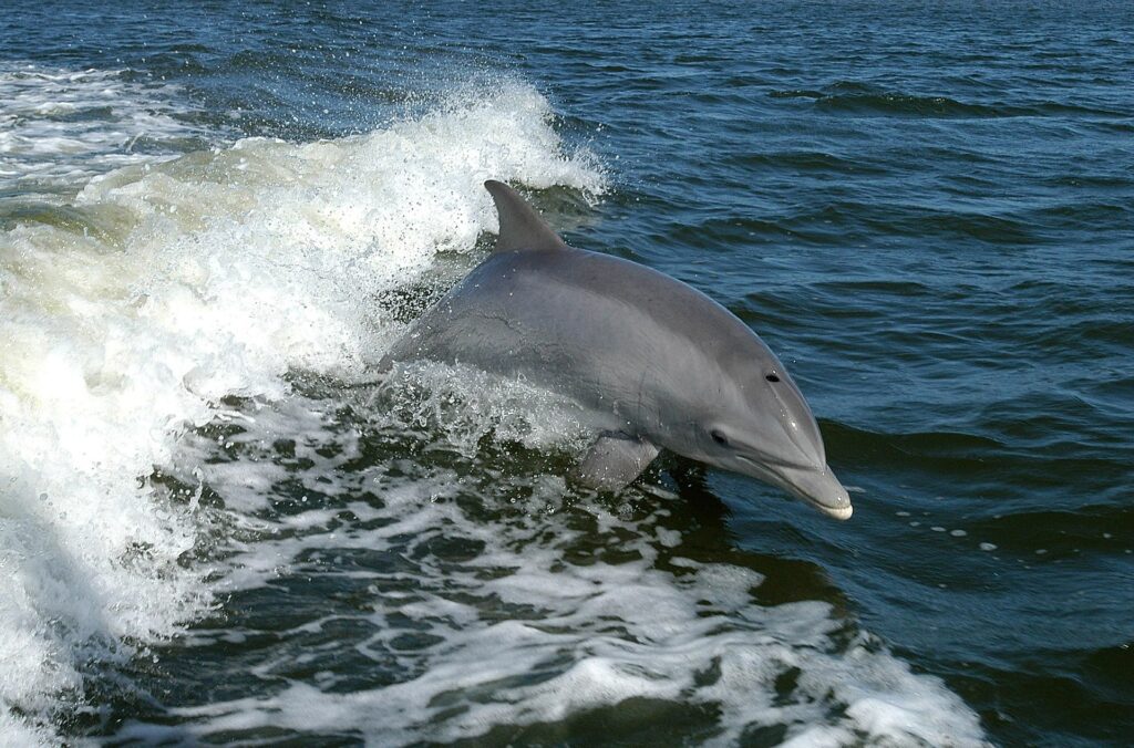 bottlenose dolphin heroes of the sea