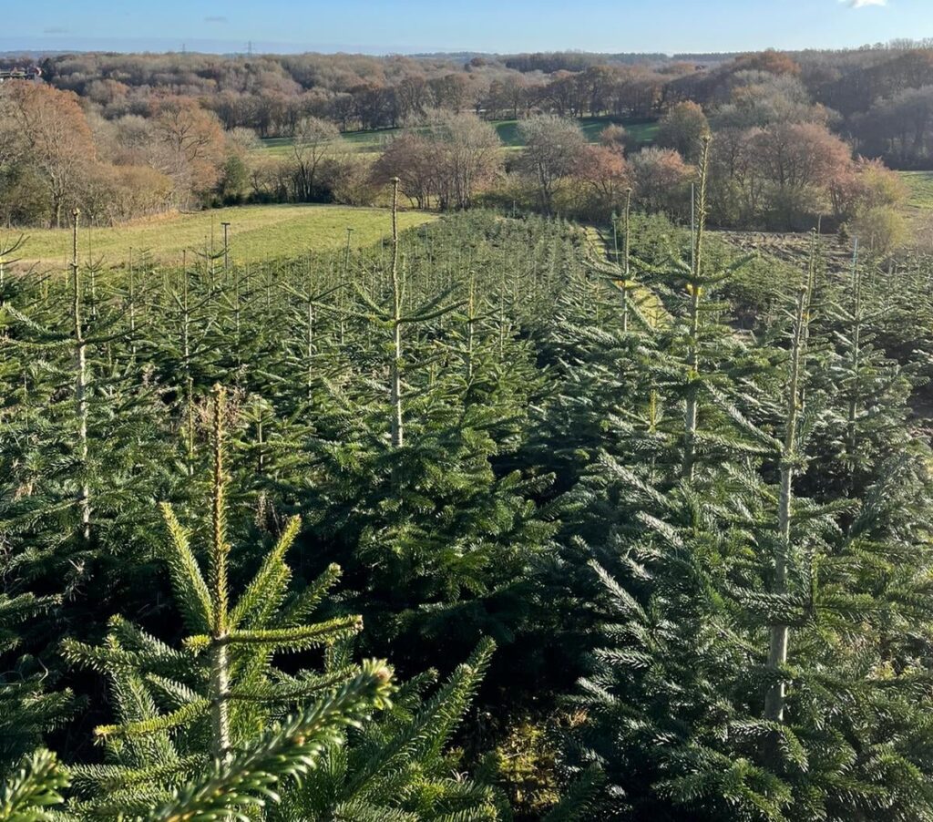 Christmas trees at Sussex Trees