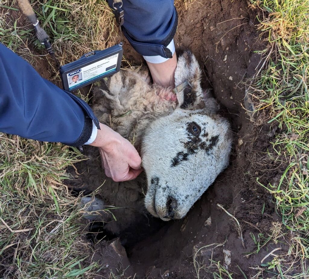 RSPCA rescuing sheep stuck down a hole