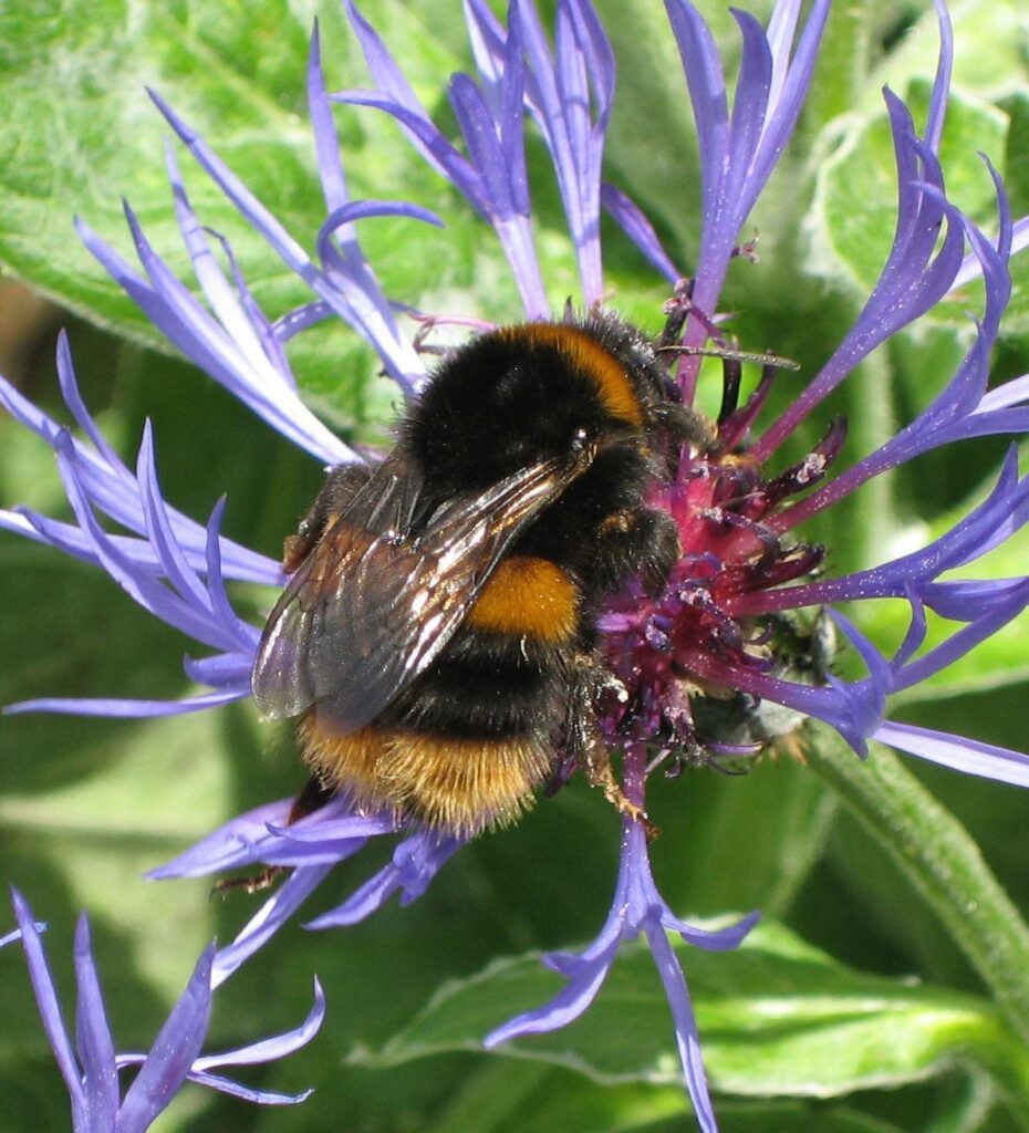 Buff-tailed bees (Bombus terrestris) credit Helen Kirkless