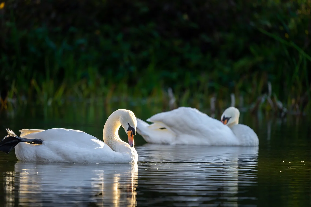 Wildlife Products