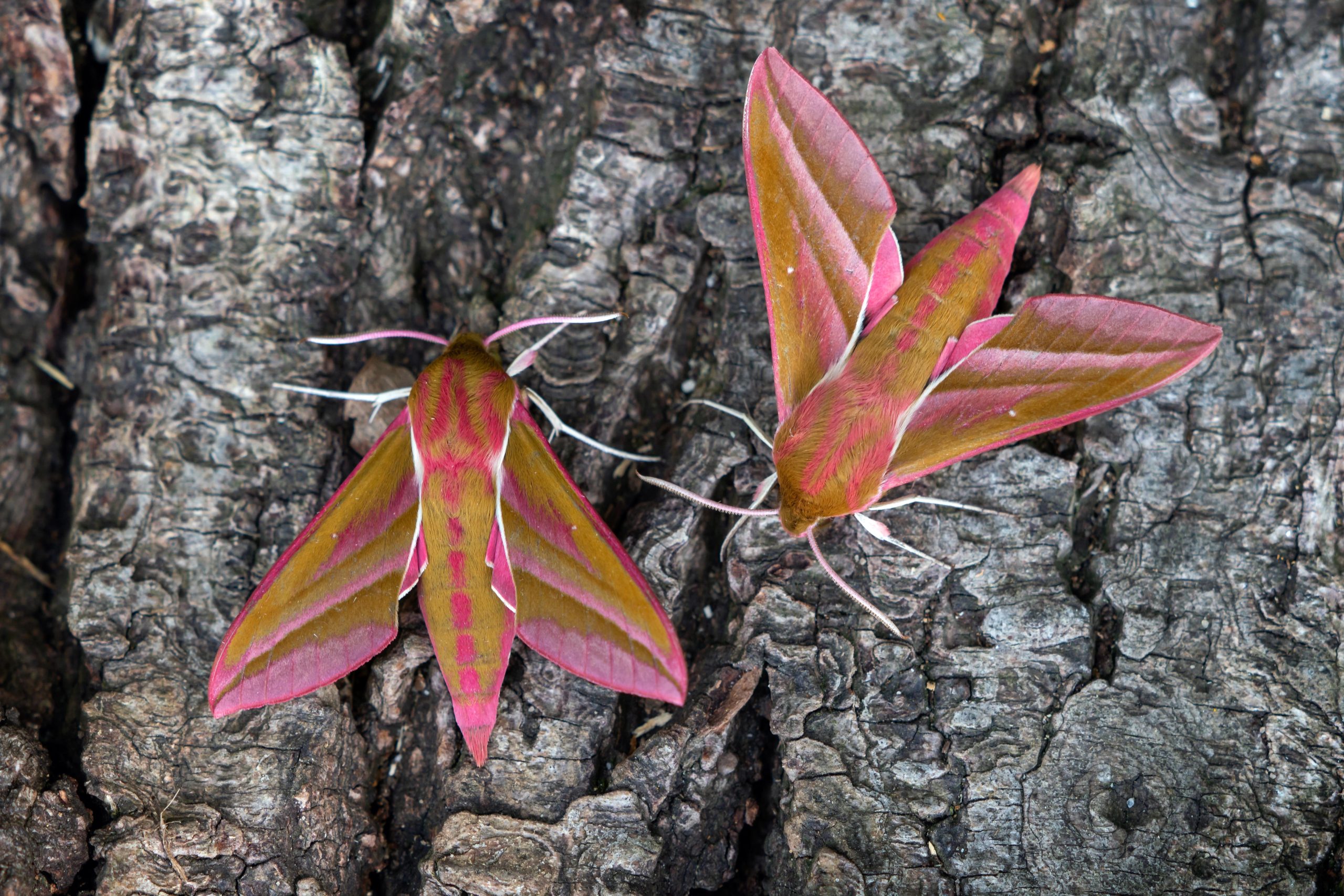 Elephant hawkmoth by John Dominick 49818a3a3d8fab2e5640de4146b4191b scaled