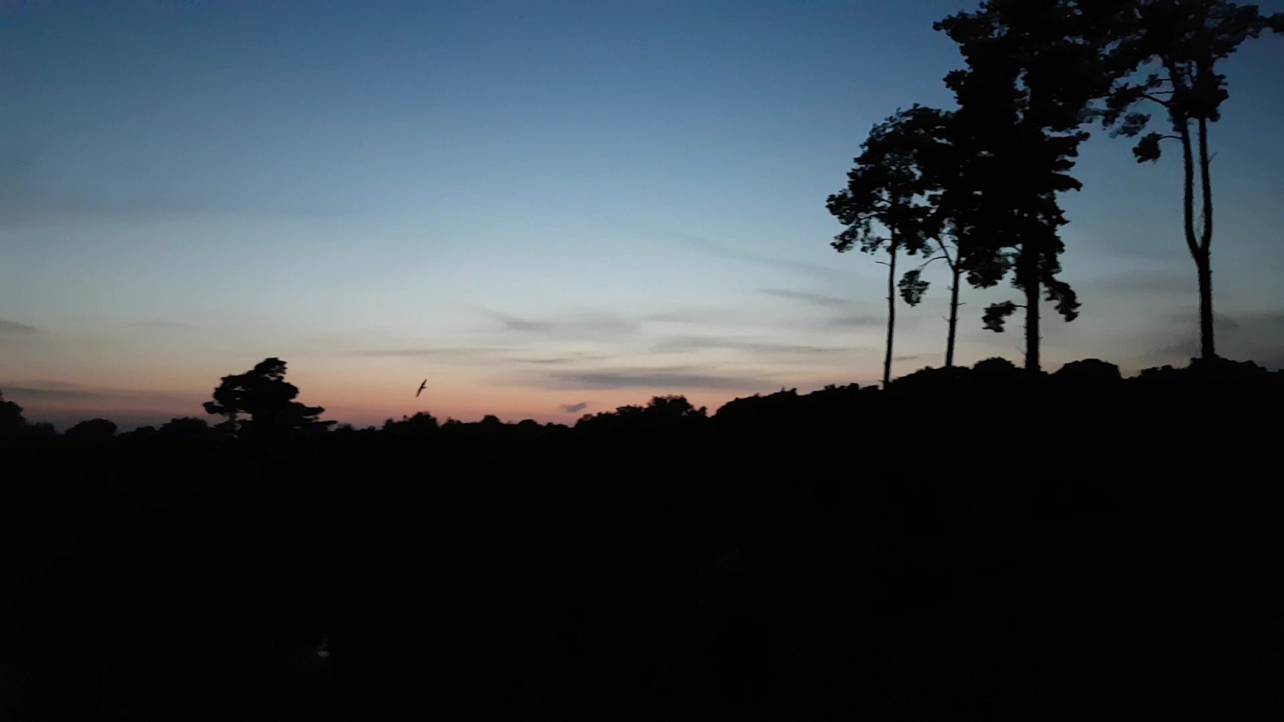 Nightjar VideoCapture 20190728 141754 Rob King bcd41338a6ace438f6150977c6e3a85f scaled