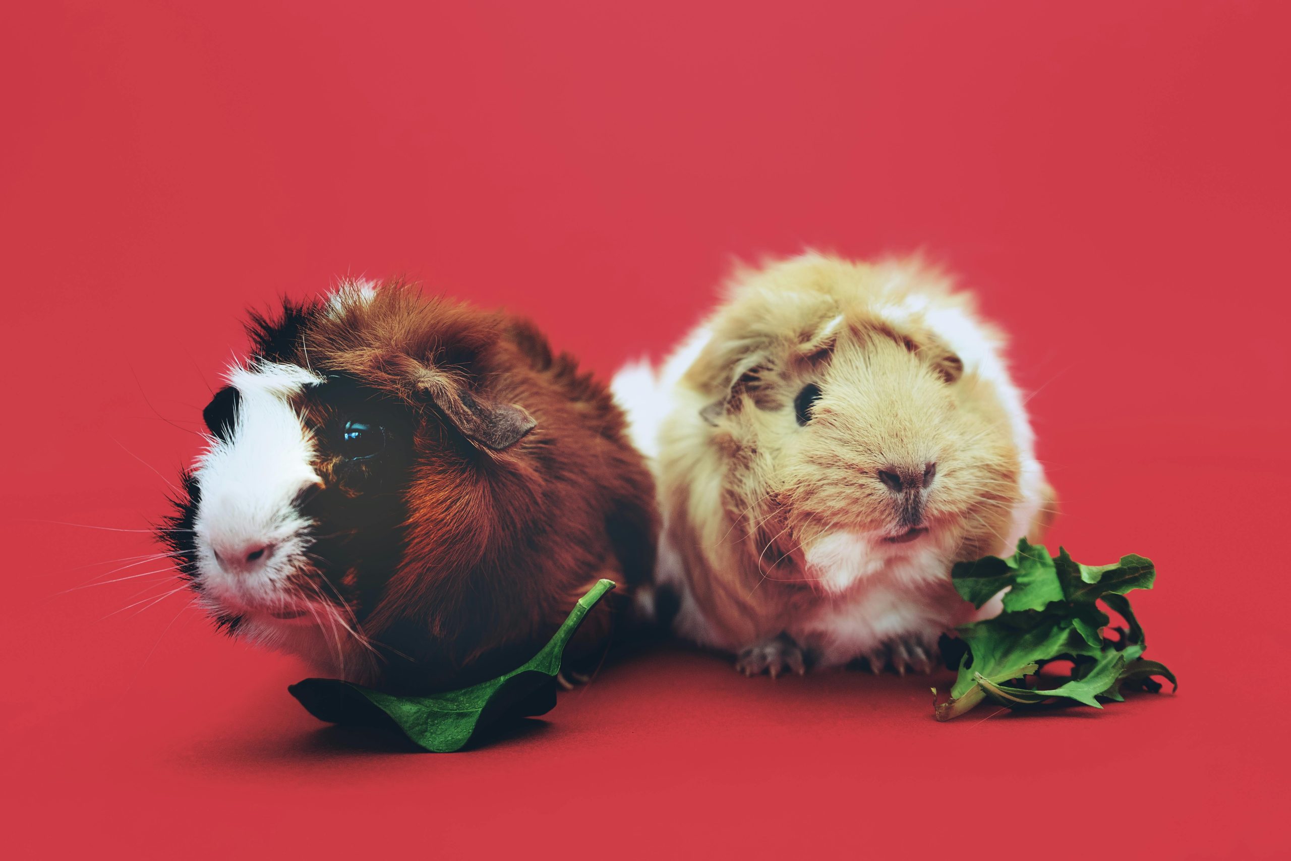 Pets & Animals