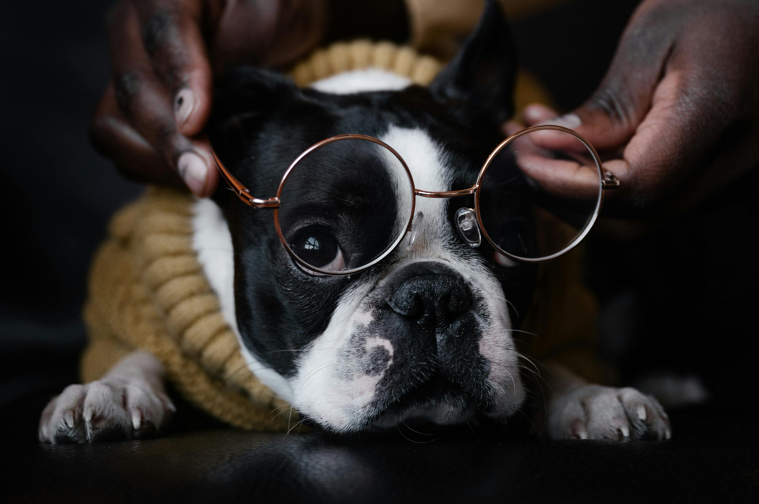 Pet Food and Accessories