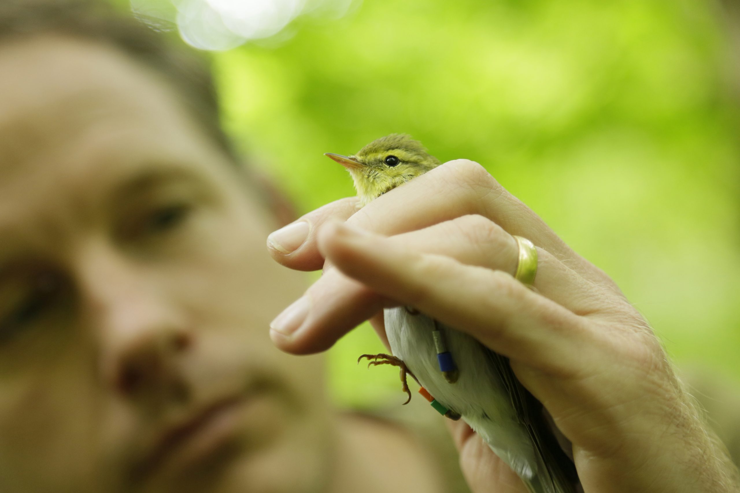 Bird ringing Andy Hay rspb images.com 960edfe876fb3b0c50fd99906ec878b9 scaled